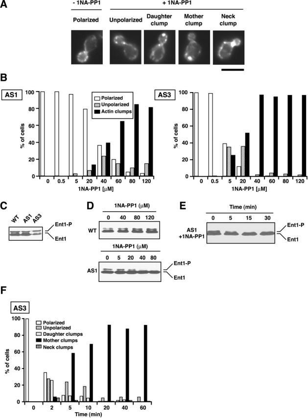 https://cdn.ncbi.nlm.nih.gov/pmc/blobs/a966/2172809/2697d28494a7/200305077f1af.jpg