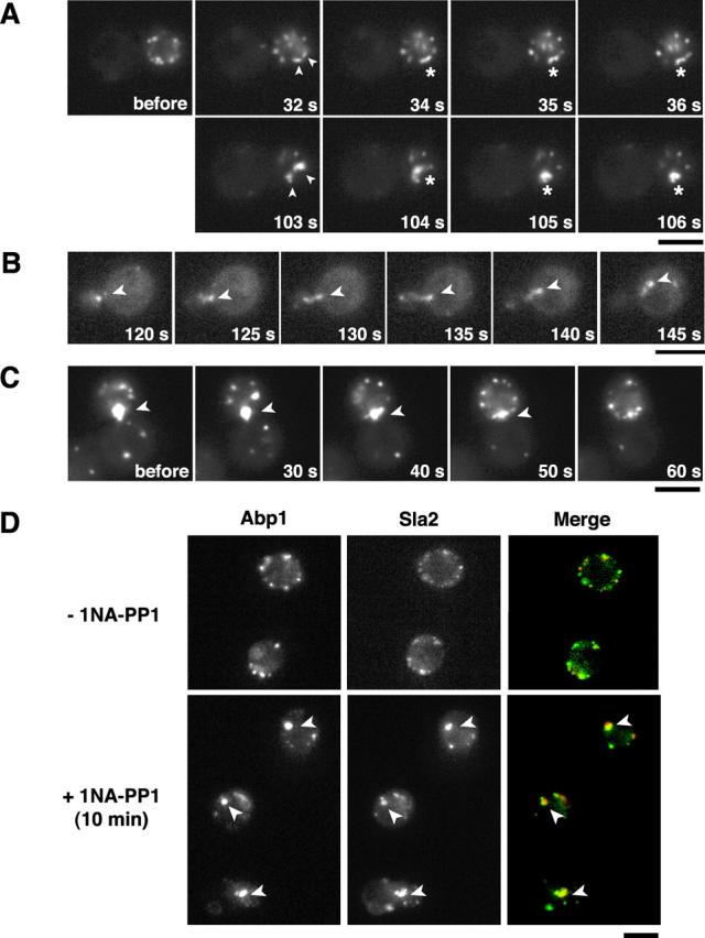 https://cdn.ncbi.nlm.nih.gov/pmc/blobs/a966/2172809/581059b3867d/200305077f2.jpg