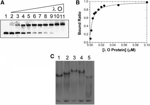 https://cdn.ncbi.nlm.nih.gov/pmc/blobs/a967/2887952/6acfd1f8cc62/gkq078f3.jpg