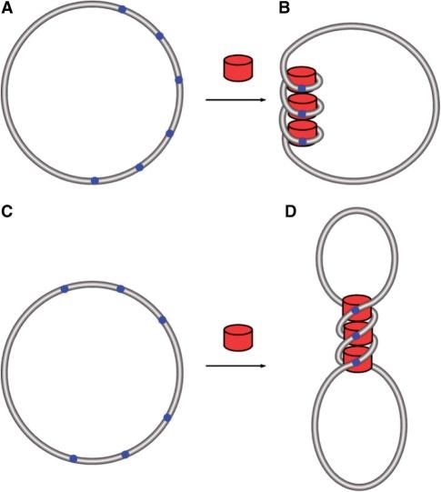 https://cdn.ncbi.nlm.nih.gov/pmc/blobs/a967/2887952/d121289524a6/gkq078f8.jpg