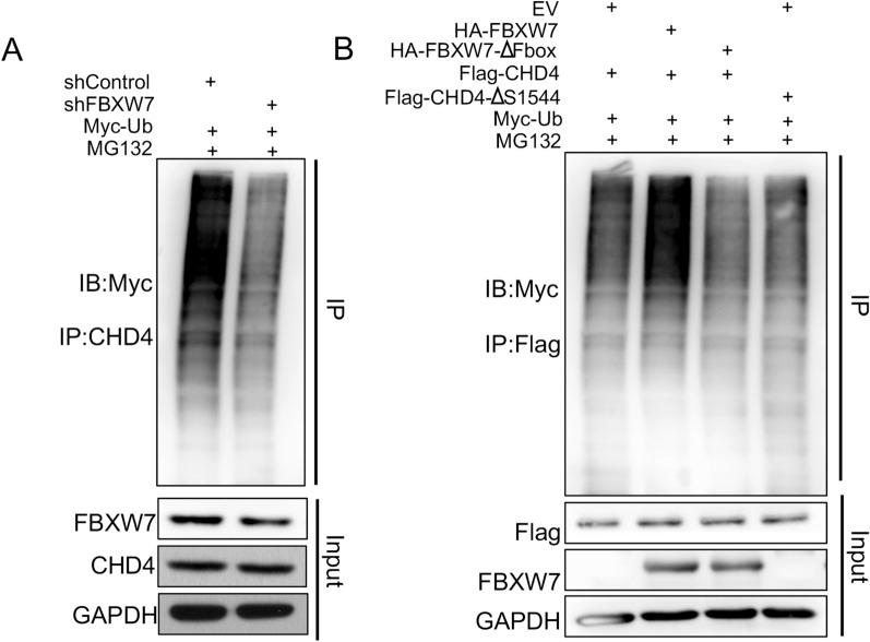 https://cdn.ncbi.nlm.nih.gov/pmc/blobs/a96b/10809768/213bbed20952/12967_2024_4897_Fig6_HTML.jpg