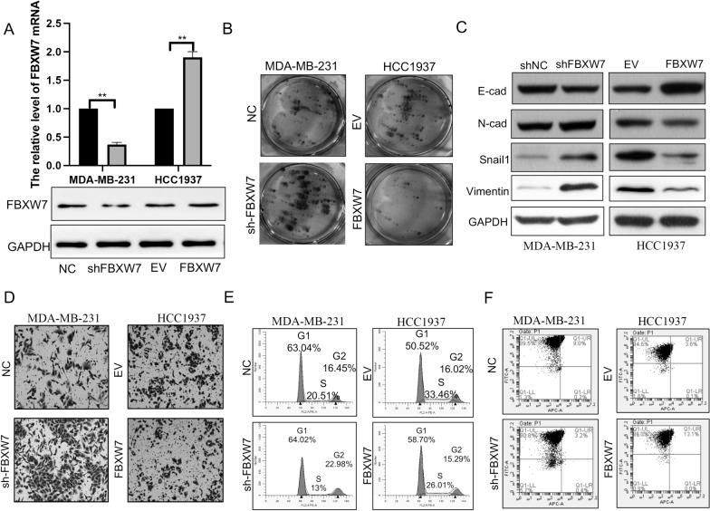 https://cdn.ncbi.nlm.nih.gov/pmc/blobs/a96b/10809768/fdf7236d3422/12967_2024_4897_Fig2_HTML.jpg