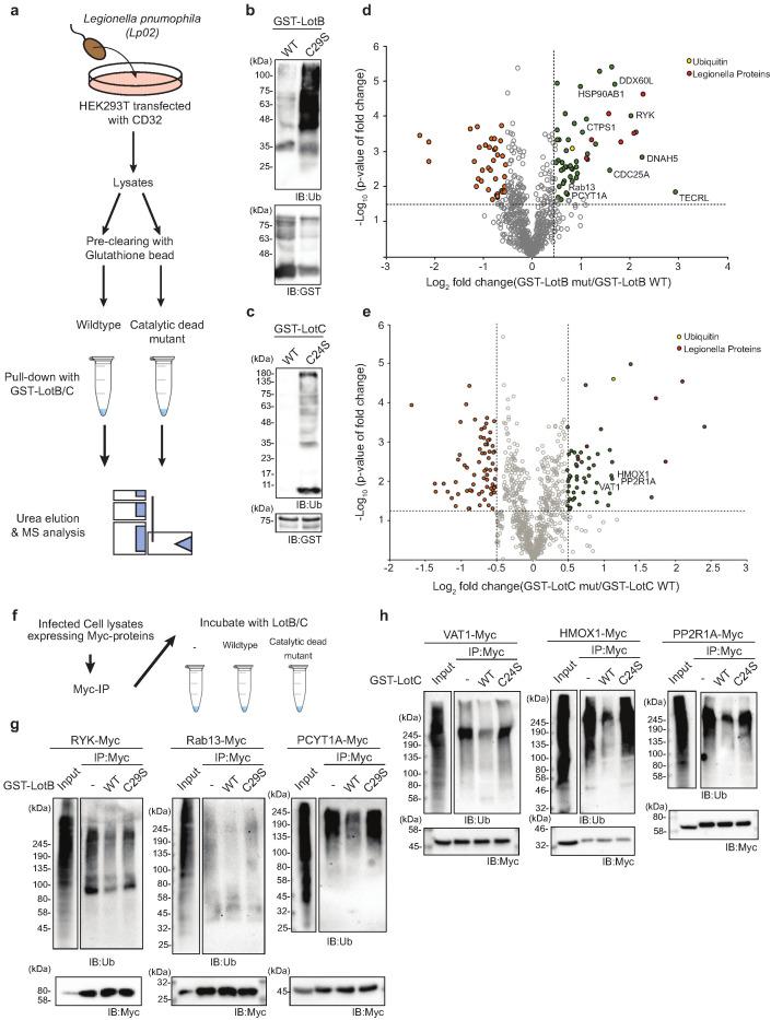 https://cdn.ncbi.nlm.nih.gov/pmc/blobs/a96e/7690952/3e6550b50a5c/elife-58277-fig6.jpg