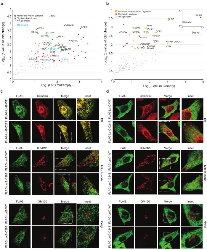 https://cdn.ncbi.nlm.nih.gov/pmc/blobs/a96e/7690952/9cb2efd2c2a1/elife-58277-fig5.jpg