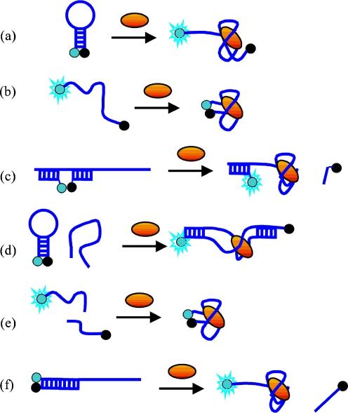 https://cdn.ncbi.nlm.nih.gov/pmc/blobs/a970/3044240/8bb3e6dc5f2e/216_2010_4304_Fig5_HTML.jpg