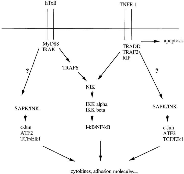 https://cdn.ncbi.nlm.nih.gov/pmc/blobs/a971/2212359/2df942ca3808/JEM980326.f5.jpg