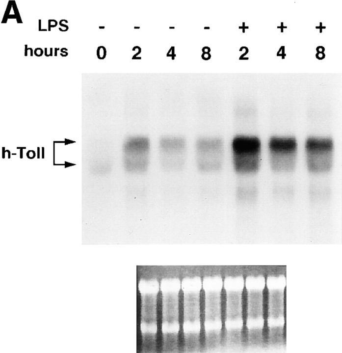 https://cdn.ncbi.nlm.nih.gov/pmc/blobs/a971/2212359/a07e13294297/JEM980326.f1a.jpg