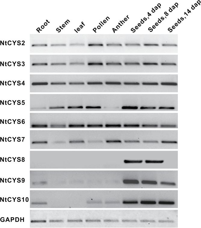 https://cdn.ncbi.nlm.nih.gov/pmc/blobs/a971/4144781/9d5d086c6329/exbotj_eru274_f0001.jpg