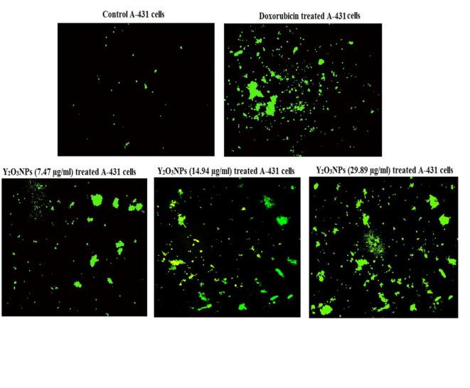 https://cdn.ncbi.nlm.nih.gov/pmc/blobs/a972/11718274/27df8db8253c/41598_2024_82376_Fig7_HTML.jpg