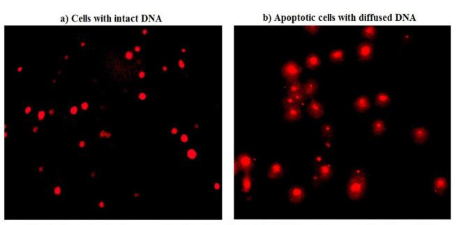 https://cdn.ncbi.nlm.nih.gov/pmc/blobs/a972/11718274/ad168628d2bb/41598_2024_82376_Fig6_HTML.jpg