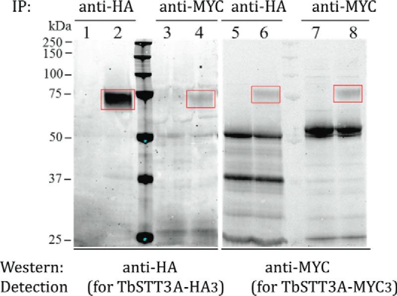 https://cdn.ncbi.nlm.nih.gov/pmc/blobs/a974/5724017/66671fc0b63c/zbc0491776600003.jpg