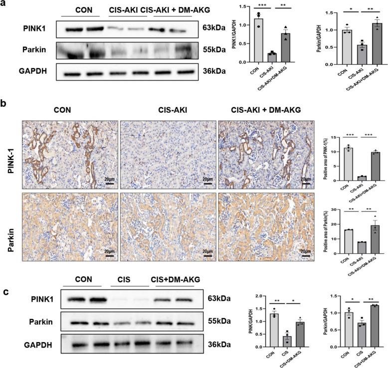 https://cdn.ncbi.nlm.nih.gov/pmc/blobs/a976/12345039/8bb3ac1ae3a9/40001_2025_3010_Fig7_HTML.jpg