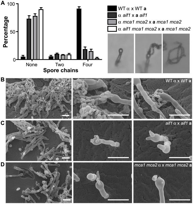 https://cdn.ncbi.nlm.nih.gov/pmc/blobs/a97c/3219705/83b56c22ded2/ppat.1002364.g006.jpg