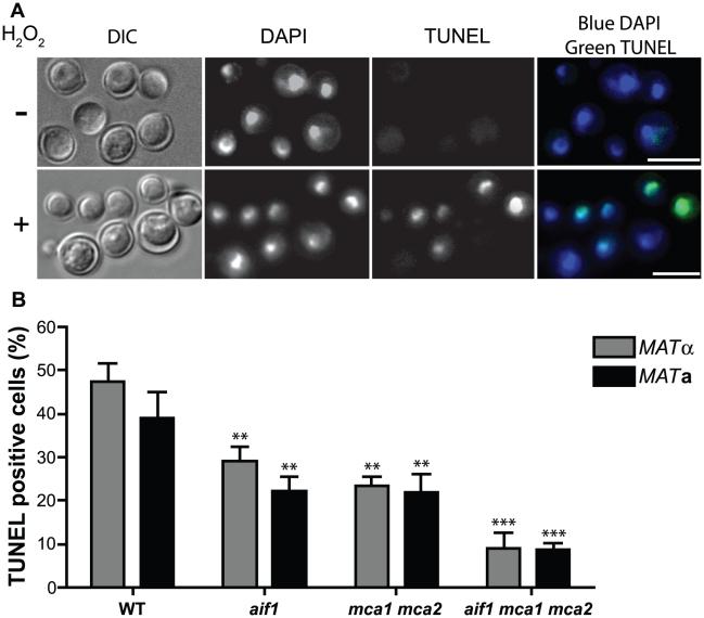https://cdn.ncbi.nlm.nih.gov/pmc/blobs/a97c/3219705/c89a1e4531dd/ppat.1002364.g001.jpg