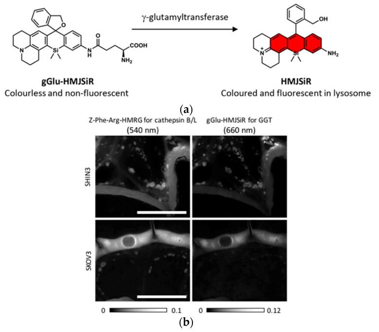 https://cdn.ncbi.nlm.nih.gov/pmc/blobs/a981/7766215/00b1c62ea375/molecules-25-05964-g006.jpg
