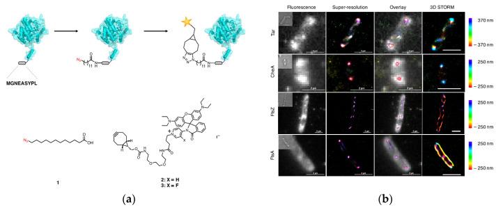 https://cdn.ncbi.nlm.nih.gov/pmc/blobs/a981/7766215/0a2e74418d8a/molecules-25-05964-g010.jpg