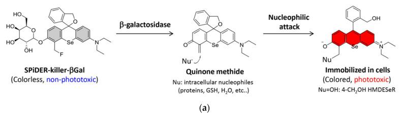 https://cdn.ncbi.nlm.nih.gov/pmc/blobs/a981/7766215/517a7161d8c7/molecules-25-05964-g003a.jpg