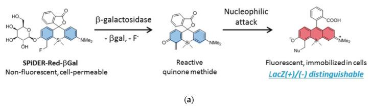 https://cdn.ncbi.nlm.nih.gov/pmc/blobs/a981/7766215/654e7d74b4a1/molecules-25-05964-g002a.jpg