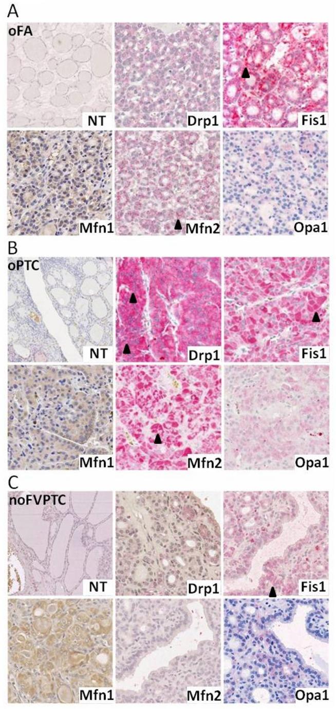 https://cdn.ncbi.nlm.nih.gov/pmc/blobs/a982/4379140/33b16aa17c11/pone.0122308.g001.jpg
