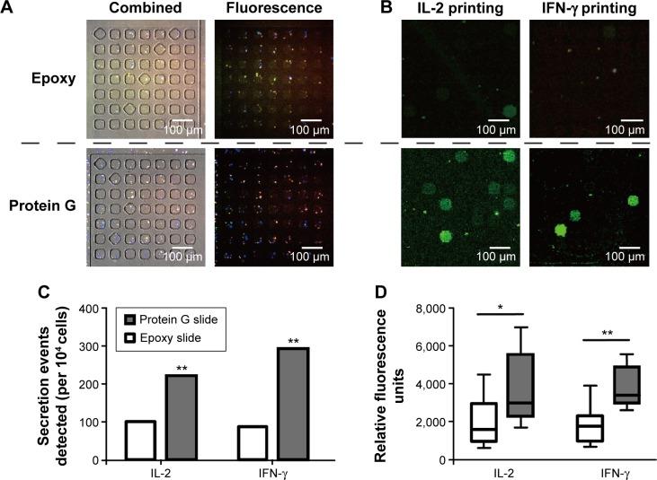 https://cdn.ncbi.nlm.nih.gov/pmc/blobs/a986/4664541/ae6012993fad/ijn-10-7197Fig4.jpg