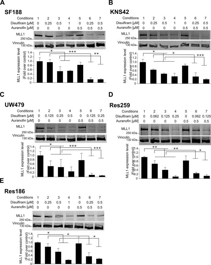 https://cdn.ncbi.nlm.nih.gov/pmc/blobs/a98e/8358054/0fe8323ee4f9/41419_2021_4078_Fig2_HTML.jpg