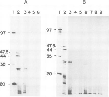 https://cdn.ncbi.nlm.nih.gov/pmc/blobs/a98f/554275/7e820caa7d5a/emboj00269-0043-a.jpg