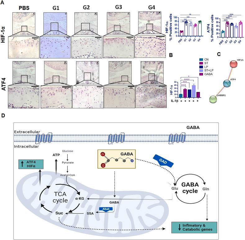 https://cdn.ncbi.nlm.nih.gov/pmc/blobs/a993/10785157/977d0080945d/gr7.jpg