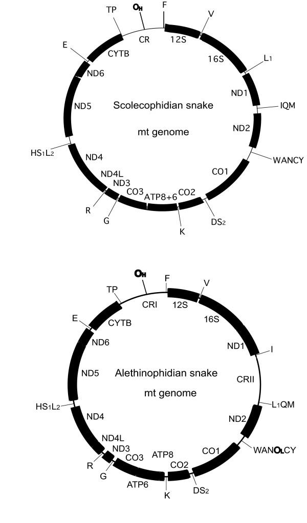 https://cdn.ncbi.nlm.nih.gov/pmc/blobs/a99a/2820454/02d2ce2c2d52/1471-2164-11-14-1.jpg