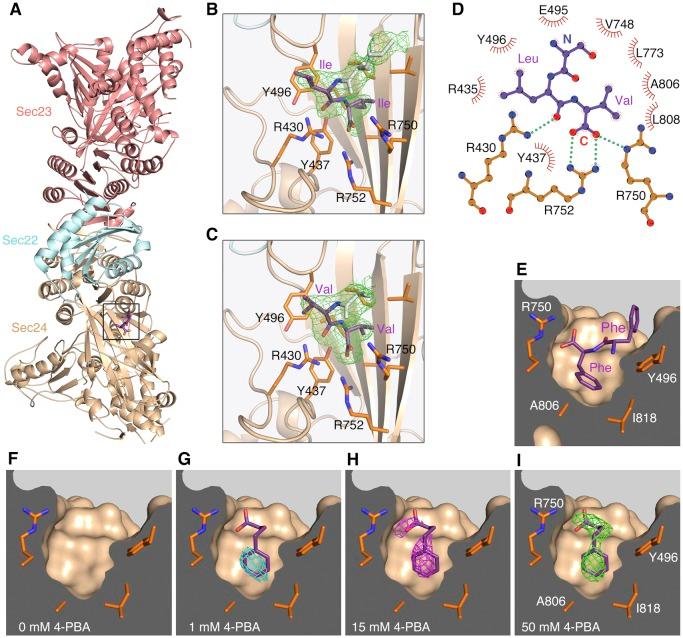 https://cdn.ncbi.nlm.nih.gov/pmc/blobs/a9a5/5464768/0393cef26fae/elife-26624-fig1.jpg