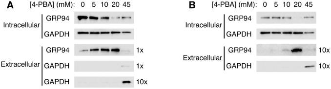 https://cdn.ncbi.nlm.nih.gov/pmc/blobs/a9a5/5464768/e3081f404853/elife-26624-fig5.jpg