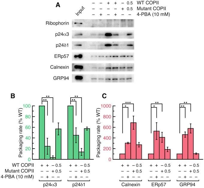 https://cdn.ncbi.nlm.nih.gov/pmc/blobs/a9a5/5464768/f5b1364fee45/elife-26624-fig4.jpg