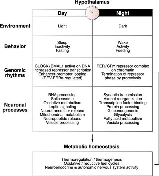 https://cdn.ncbi.nlm.nih.gov/pmc/blobs/a9a6/6719618/51fe9619cb9e/1136f03.jpg