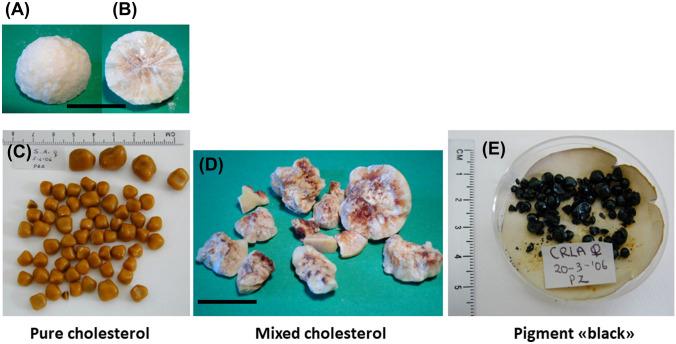 https://cdn.ncbi.nlm.nih.gov/pmc/blobs/a9a7/10543156/d01453c09359/11739_2023_3355_Fig3_HTML.jpg