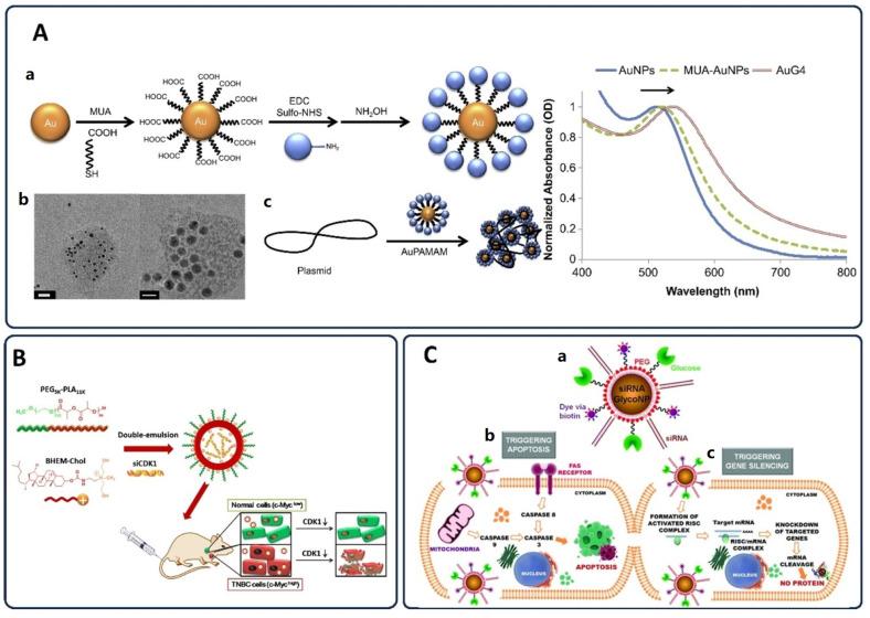 https://cdn.ncbi.nlm.nih.gov/pmc/blobs/a9a7/12196053/fd4a0890f7c6/pharmaceutics-17-00682-g007.jpg