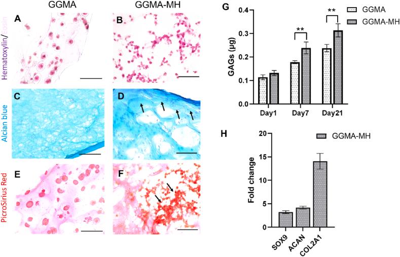 https://cdn.ncbi.nlm.nih.gov/pmc/blobs/a9a9/9130107/7212b0638543/gr6.jpg