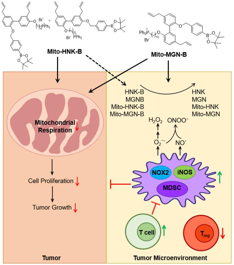 https://cdn.ncbi.nlm.nih.gov/pmc/blobs/a9a9/9953882/ab3e0c9abbfd/cancers-15-01089-g009.jpg