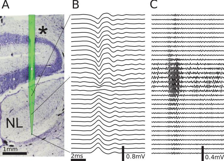 https://cdn.ncbi.nlm.nih.gov/pmc/blobs/a9ab/5617635/32deec1ce072/elife-26106-fig4.jpg