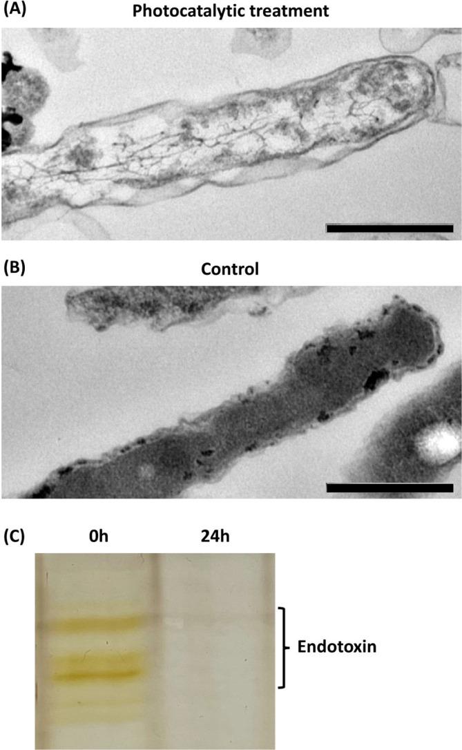 https://cdn.ncbi.nlm.nih.gov/pmc/blobs/a9ad/11187590/4057a5fc2a72/jvms-86-689-g005.jpg