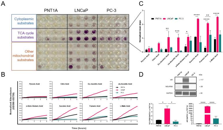 https://cdn.ncbi.nlm.nih.gov/pmc/blobs/a9ae/10705744/bafbe9b4fada/cancers-15-05612-g001.jpg