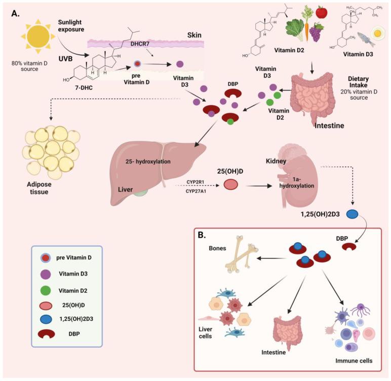 https://cdn.ncbi.nlm.nih.gov/pmc/blobs/a9b0/11430352/1356d09e5e90/biomolecules-14-01090-g001.jpg