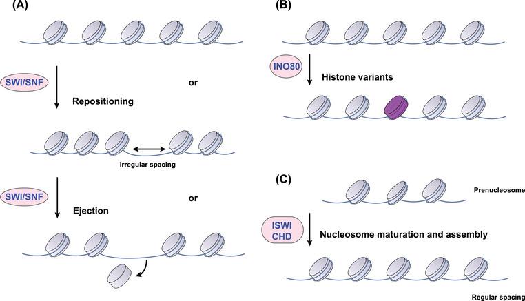 https://cdn.ncbi.nlm.nih.gov/pmc/blobs/a9b7/10876210/ba0d55dd3df4/MCO2-5-e495-g004.jpg