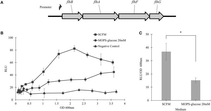 https://cdn.ncbi.nlm.nih.gov/pmc/blobs/a9b7/4905959/00f654c0f888/fcimb-06-00065-g0005.jpg