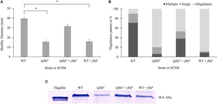 https://cdn.ncbi.nlm.nih.gov/pmc/blobs/a9b7/4905959/22edae2067fb/fcimb-06-00065-g0004.jpg