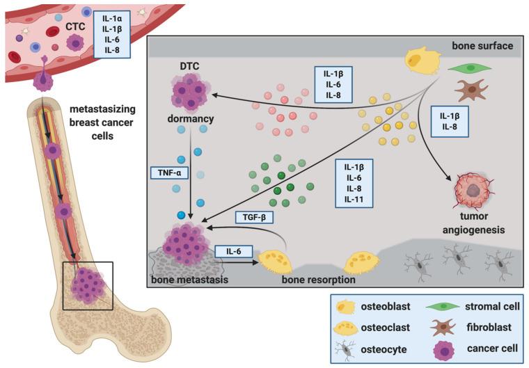 https://cdn.ncbi.nlm.nih.gov/pmc/blobs/a9b7/7999500/127e3dddbf55/ijms-22-02898-g001.jpg