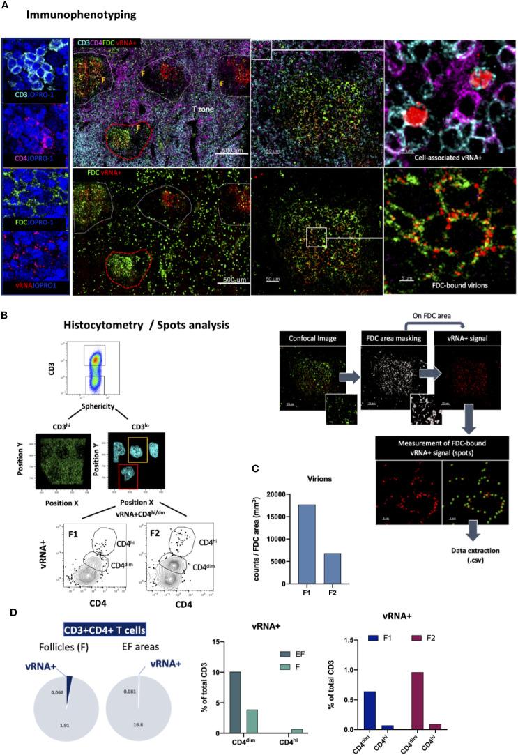 https://cdn.ncbi.nlm.nih.gov/pmc/blobs/a9bb/8221112/12df2058a629/fimmu-12-683396-g008.jpg