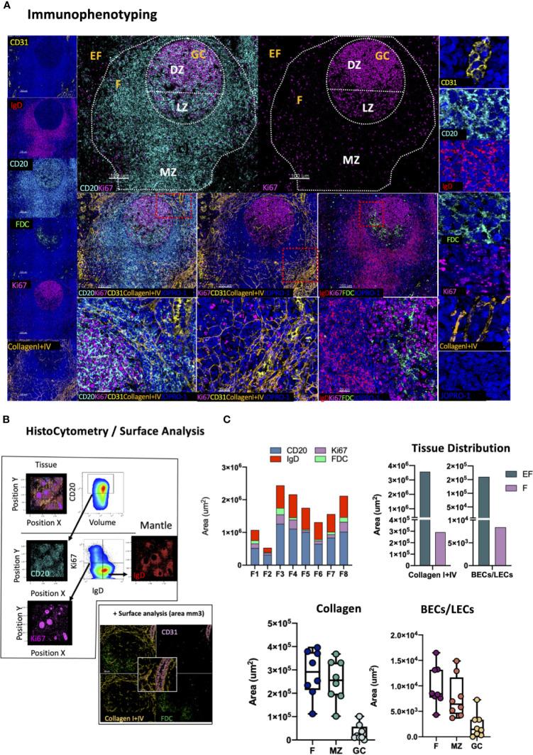 https://cdn.ncbi.nlm.nih.gov/pmc/blobs/a9bb/8221112/260f6f4fcee2/fimmu-12-683396-g006.jpg