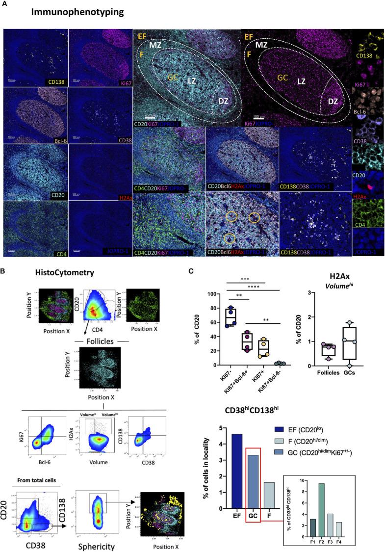 https://cdn.ncbi.nlm.nih.gov/pmc/blobs/a9bb/8221112/6d4d3c7c9b9f/fimmu-12-683396-g003.jpg