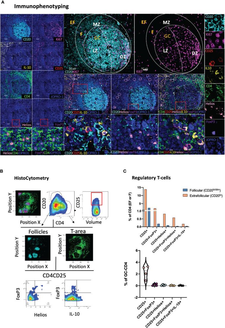 https://cdn.ncbi.nlm.nih.gov/pmc/blobs/a9bb/8221112/b82e78f96e4d/fimmu-12-683396-g002.jpg