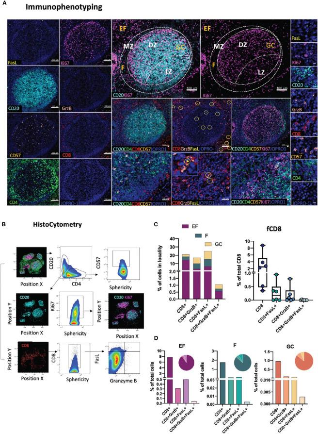 https://cdn.ncbi.nlm.nih.gov/pmc/blobs/a9bb/8221112/c62a7a72baaa/fimmu-12-683396-g004.jpg