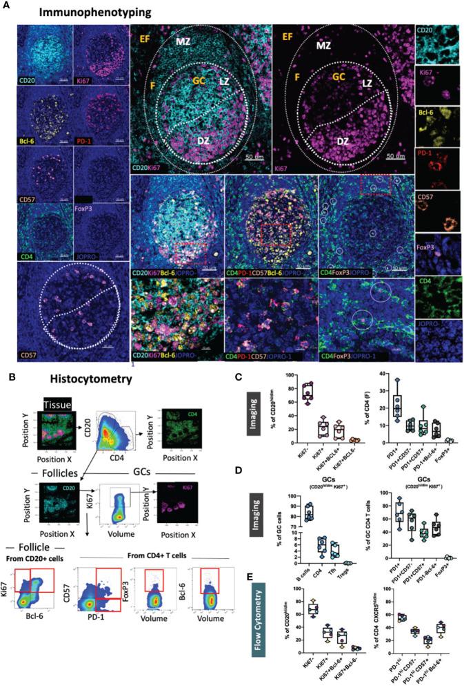 https://cdn.ncbi.nlm.nih.gov/pmc/blobs/a9bb/8221112/fe494035a17f/fimmu-12-683396-g001.jpg